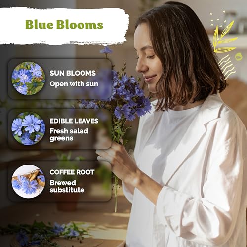 550 Chicory Heirloom Flower Seeds for Planting