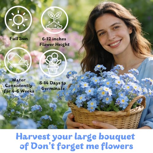 Forget Me Not Seeds 5500 Flower Seeds Forget
