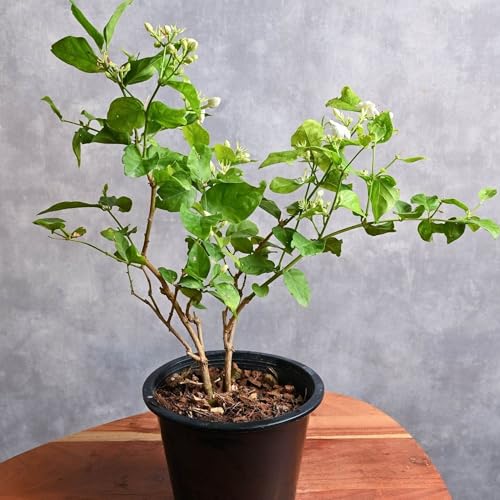 Arabian Jasmine Mogra (2 Count)