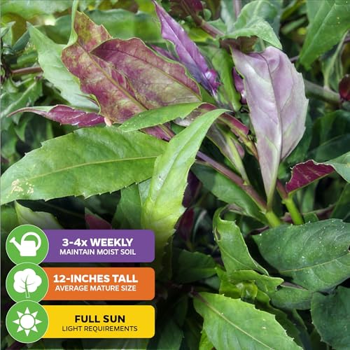 Okinawa Spinach (Okinawa)