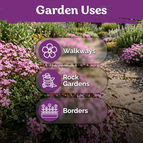 1 000 Soapwort Heirloom Flower Seeds for Planting