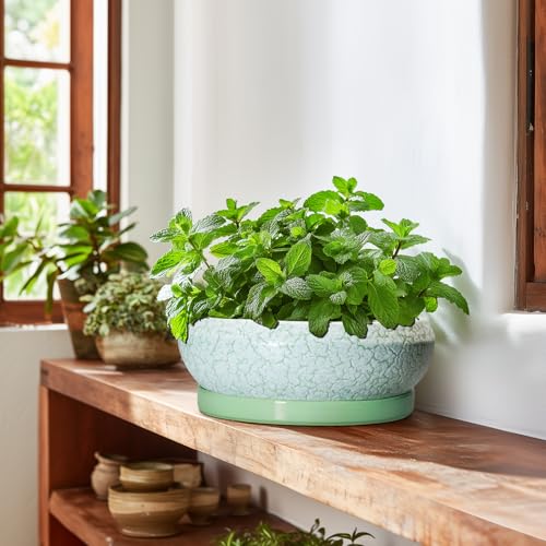 Bonsai Pots 10 Inch Ceramic Succulent Pot with Drainage Hole and Plant Saucer (10 Inch / Bright Green-white)