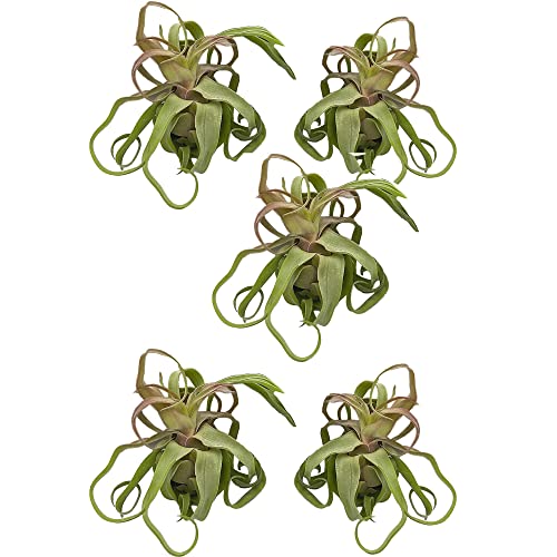 Live Air Plants (5 Pack / Large)
