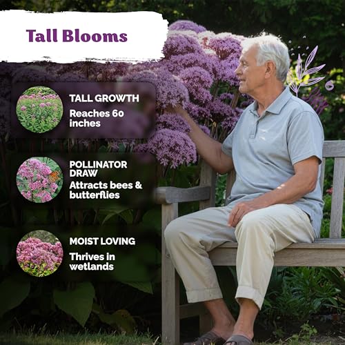 1500 Joe Pye Weed Heirloom Flower Seeds for Planting