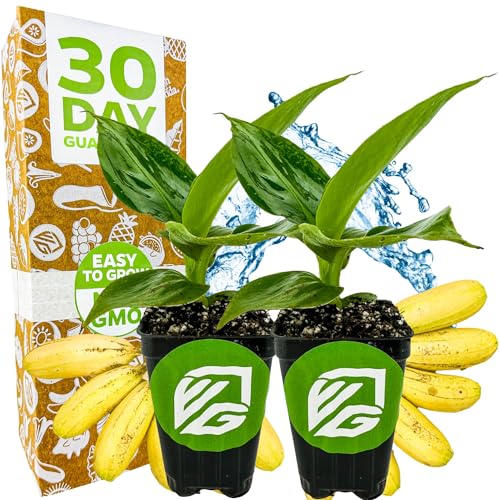Little Prince Banana Tree (Little Prince)