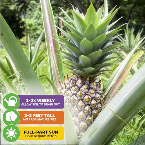 White Jade Pineapple Live Plant (White Jade)