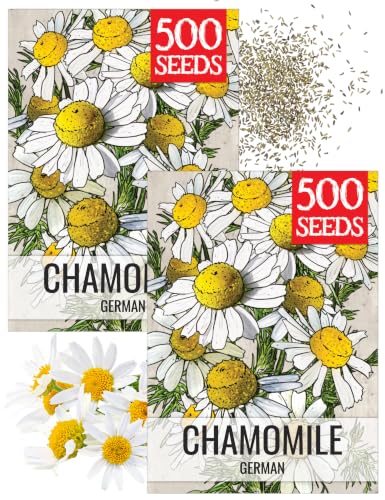 German Chamomile Seeds to Plant Heirloom Non (2 Packs)