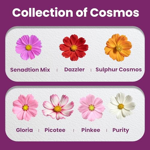 Mix Cosmos Seeds for 2026