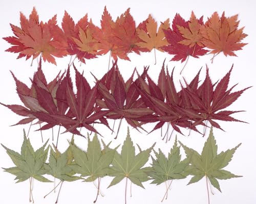 48 Pcs Dried Pressed Fall Maple Leaf for Cake Decorating (Maple Leaf)