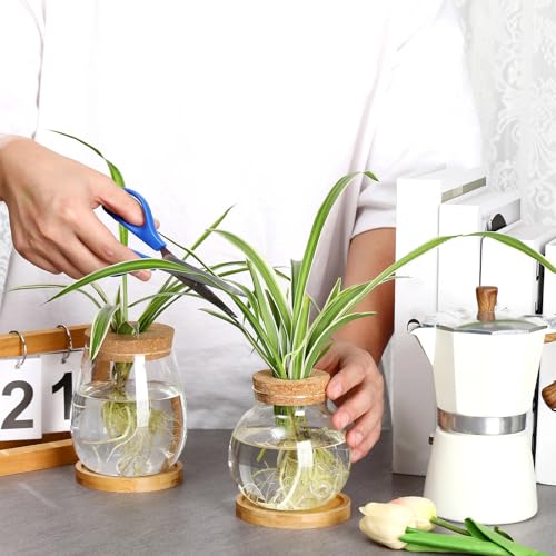 6 Pcs Glass Plant Propagation Station with Wood Lid & Stand (Classic)