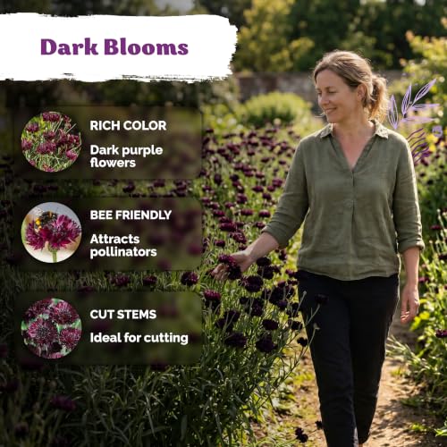 800 Black Ball Cornflower Heirloom Flower Seeds