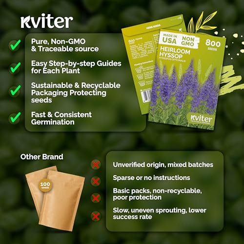 800 Hyssop Heirloom Herb Seeds for Planting