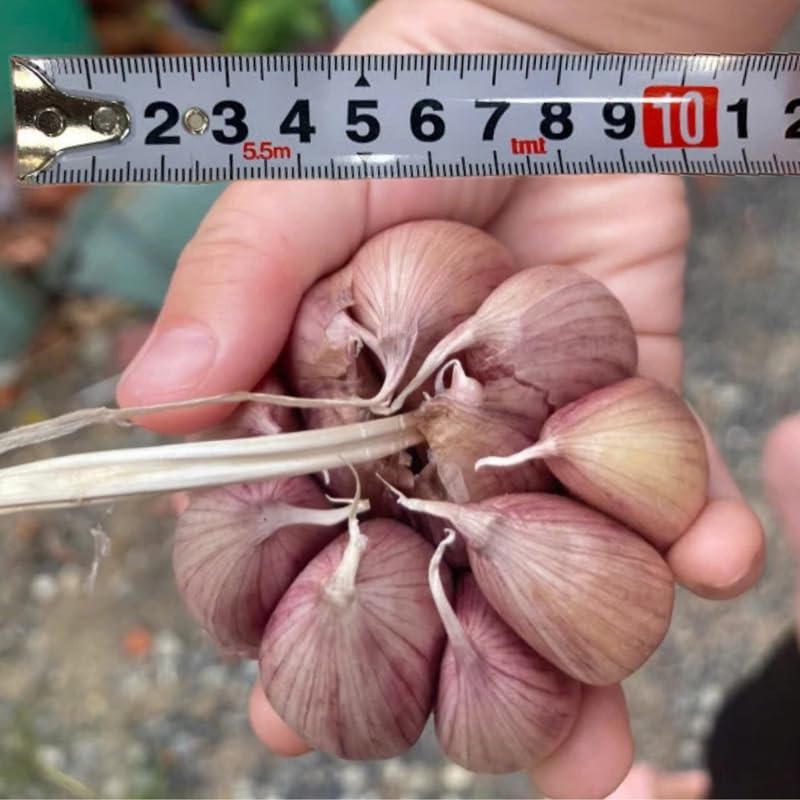 1 LB Softneck Garlic Bulbs for Planting in Fall (Large Garlic)