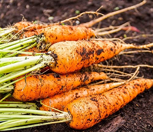 750+ Carrot Seeds for Planting Outdoors