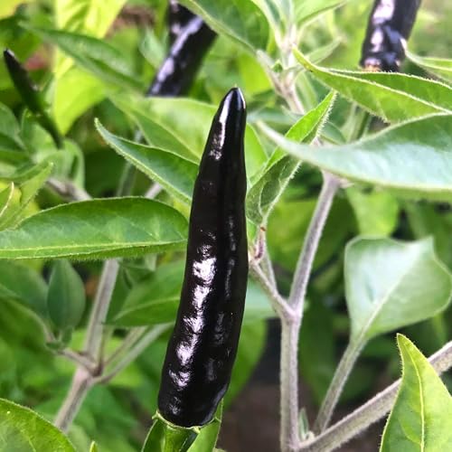 30 Black Cobra Chilli Hot Pepper Heirloom Vegetable Seeds
