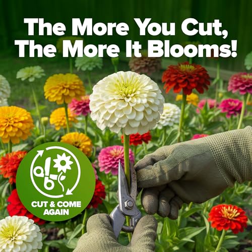 Zinnia Seeds Pumila Mix
