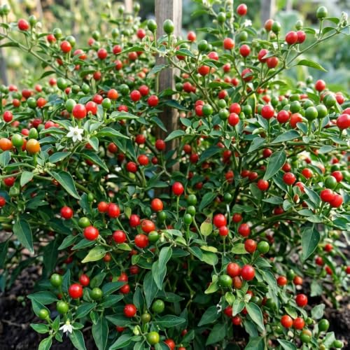 Chiltepin Pepper Plants Live (Chiltepin Tepin Bird Pepper)