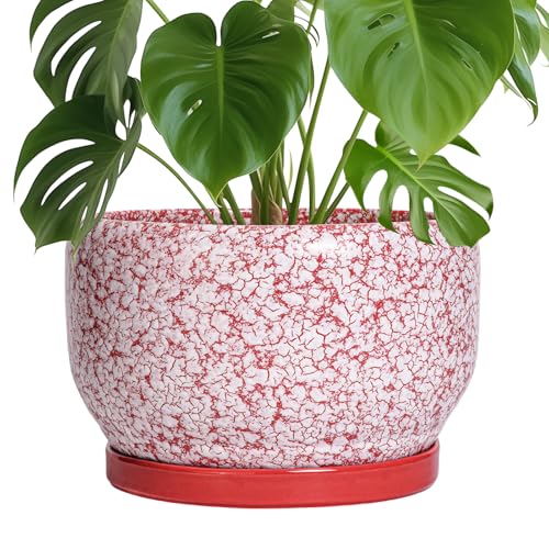 Ceramic Planters for Indoor Plants