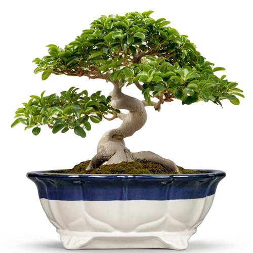 Ceramic Bonsai Tree Pots (13.5 Inch / Oval Beige-blue)