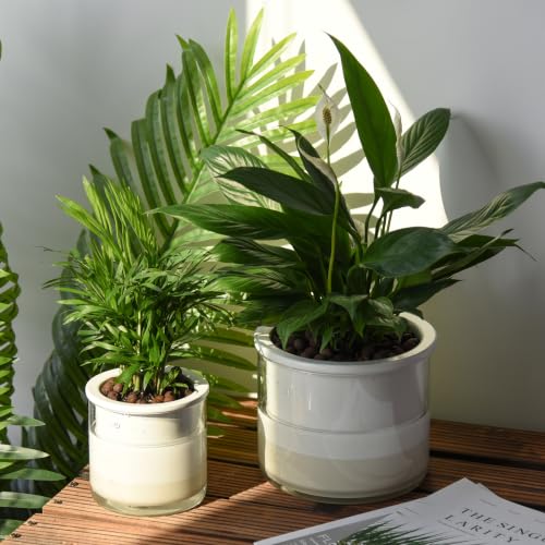 6 Inch Self Watering Planter (6" (1 Pack) / White)