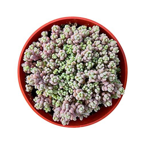 4" Sedum Dasyphyllum 'Minor' (Sedum Dasyphyllum 'Minor')