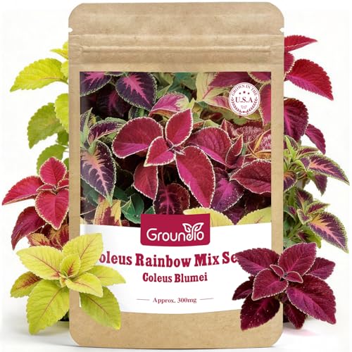 Coleus Rainbow Mix Seeds for Planting