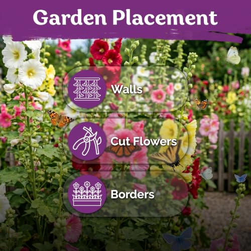 150 Hollyhock Heirloom Flower Seeds for Planting