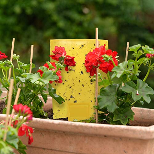 20-Pack Dual-Sided Yellow Sticky Traps for Flying Plant Insect Such as Fungus Gnats, Whiteflies, Aphids, Leafminers,Thrips - (6x8 Inches, Included 20pcs Twist Ties) (20 Count)
