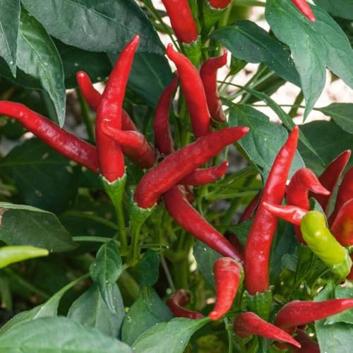 Red Pepper Live Plant (Long Thin Red Pepper)