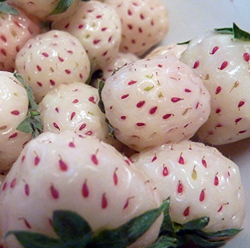 White Carolina Pineberry Plants (10 Count)
