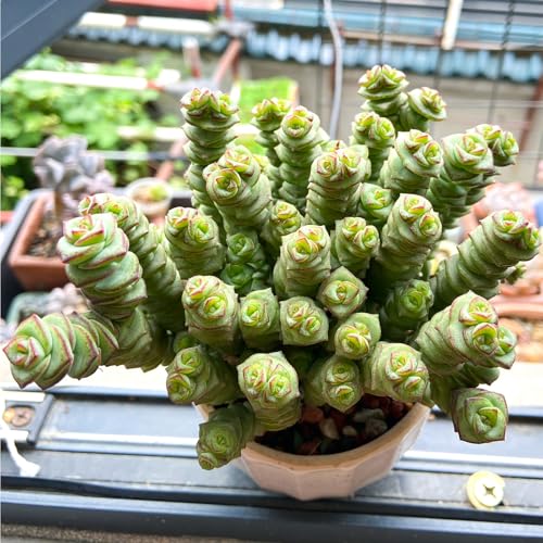 4" String of Buttons in Green Stripe Pot (Green)