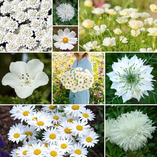 Cloud 9 Flower Mixed Seeds for Planting (1 Pound / Cloud 9)
