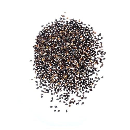 Sorrel Seeds to Plant Heirloom & Non (2 Packs)