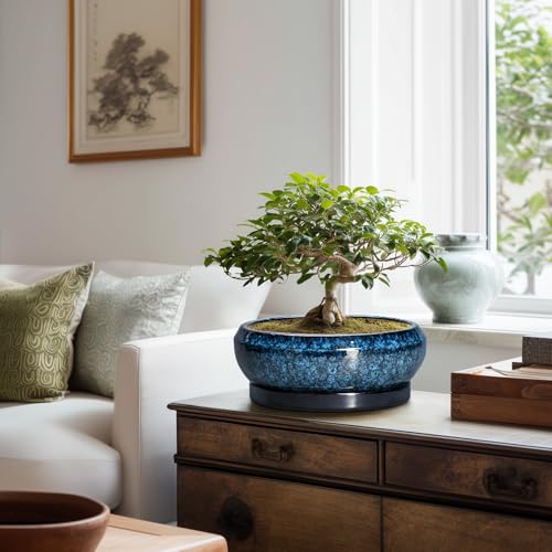 Bonsai Tree Pots 10 Inch (10 Inch / Blue)