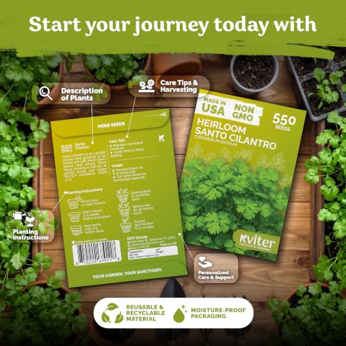 550 Santo Cilantro Heirloom Herb Seeds for Planting