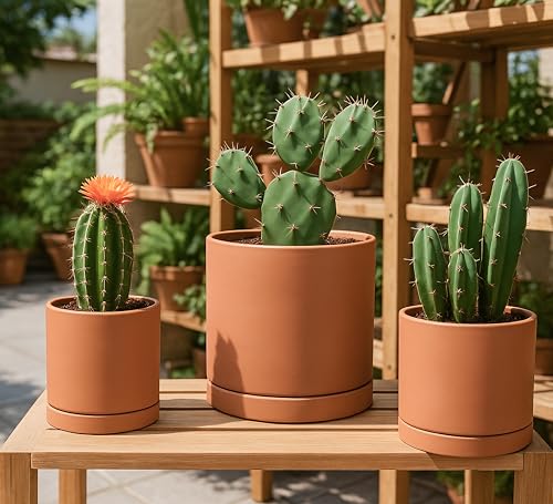 3 Pack Classic Terracotta Pots & Saucers (5+6+8 Inch / Terracotta)