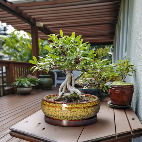 Succulent Pots Large (13 Inch / Leopard Yellow)