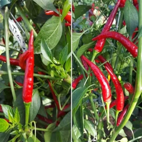 Red Pepper Live Plant (Long Thin Red Pepper)