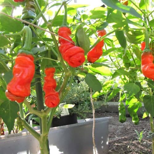 Pepper Live Plant (Hot Peter Pepper)