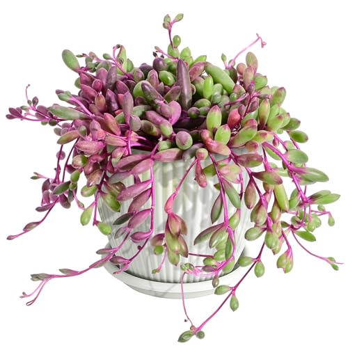 4" Ruby Necklace with White Stripe Pot