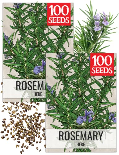 Rosemary Seeds to Plant Heirloom Non (2 Packs)