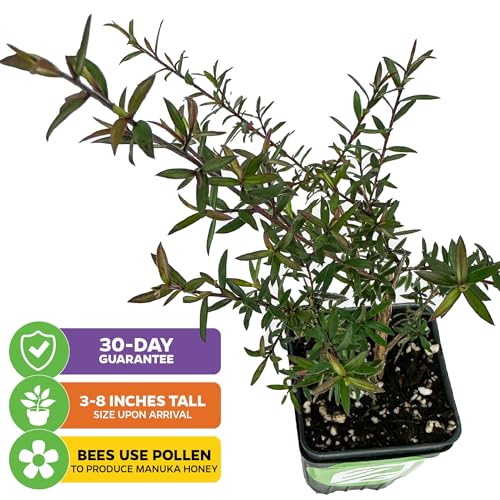 Manuka Flower Shrub (New Zealand Tea)