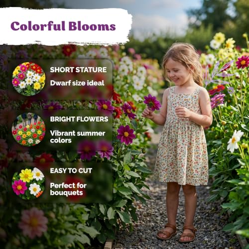 250 Dwarf Single Mix Dahlia Heirloom Flower Seeds
