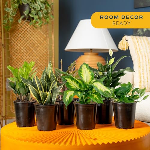 Live Indoor Plant Variety Pack (Medium (12-16 Inches Tall) / 6-Pack)