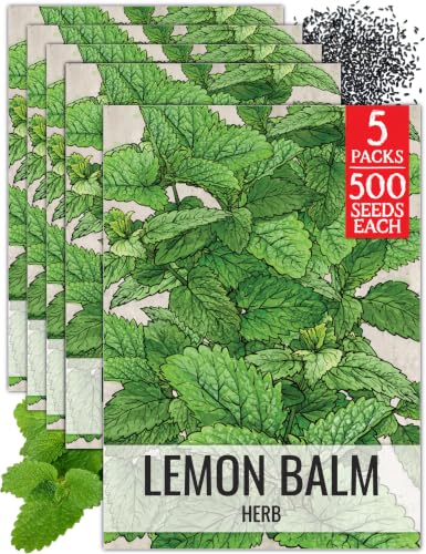 Lemon Balm Seeds to Plant Heirloom Non (5 Packs)