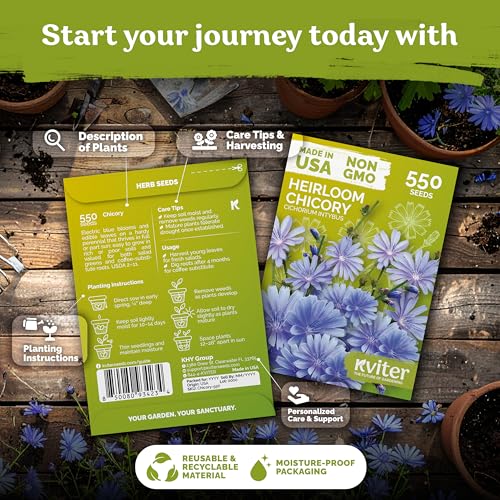 550 Chicory Heirloom Flower Seeds for Planting