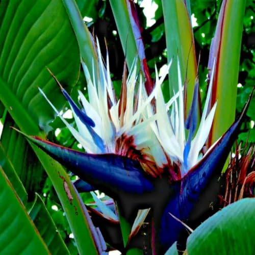 Daisy Ship White Bird of Paradise (2-Pack (Sac) / paradise-white)