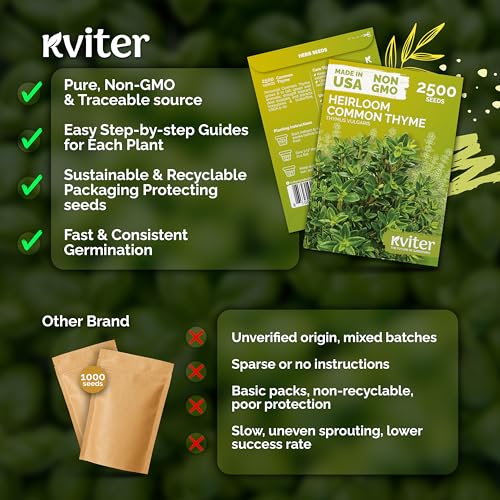 2500 Common Thyme Heirloom Herb Seeds for Planting