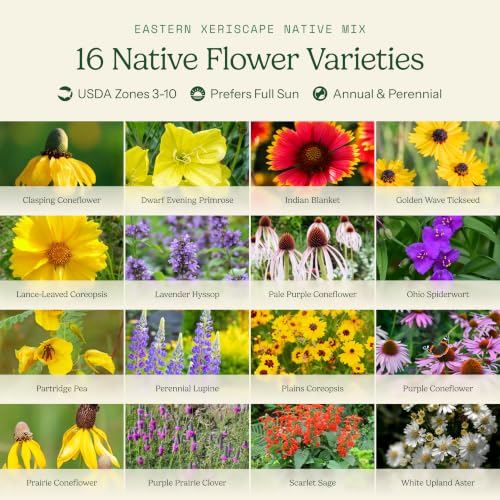 Native Eastern Xeriscape Flower Seed Mix (1/4 Pound / Native Eastern Xeriscape)