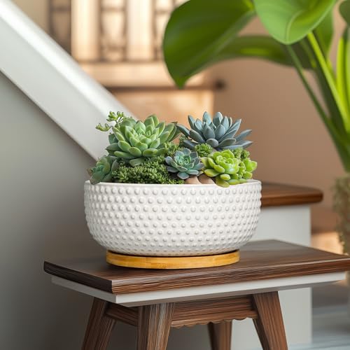 Succulent Pots 8 Inch